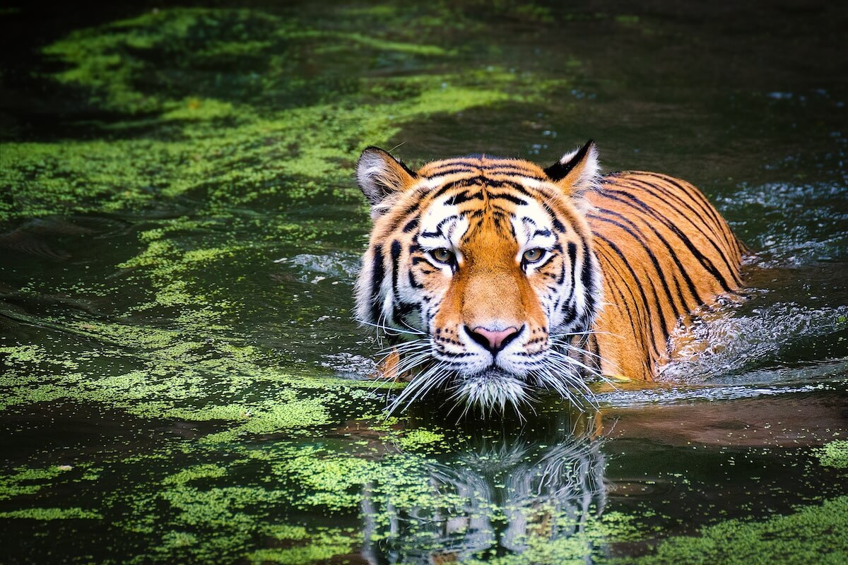 A tiger partially inside water in a national park in India