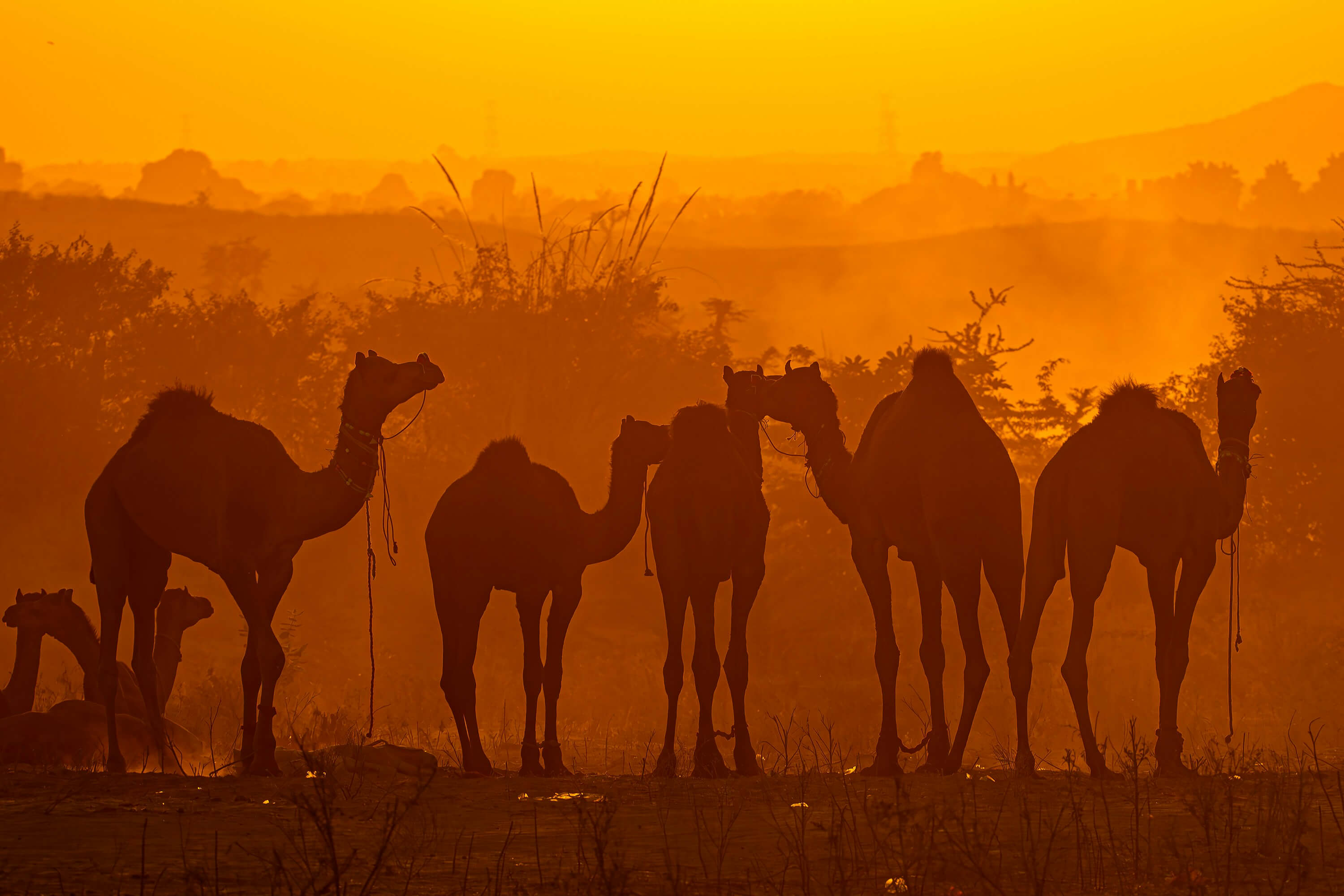 Silhouette of a line of camels walking across a desert landscape at sunset.