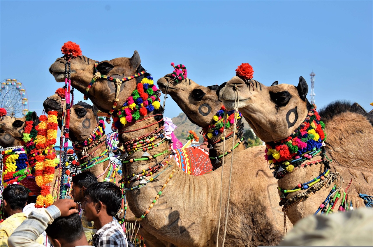 Beautifully decorated camels with colorful pom-poms, tassels, and intricate embroidery at the fair.